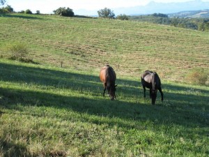 horses